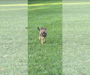 Beatrice 6583 - Female German Shepherd Dog-Unknown Mix Dog for Adoption - Photo #10