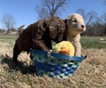 Small Photo #2 Goldendoodle Puppy For Sale in MAYFIELD, KY, USA