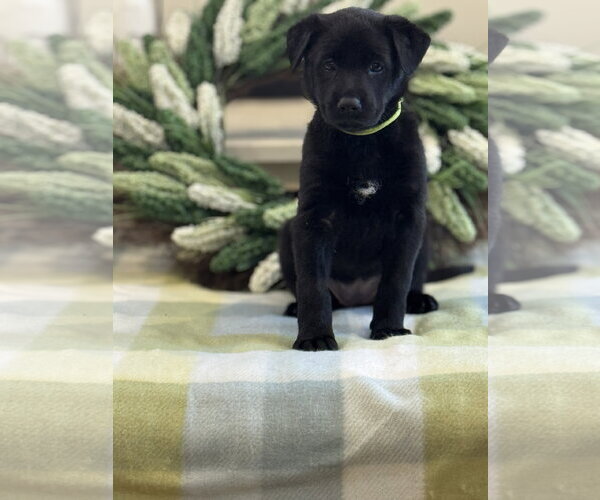 Medium Photo #1 Labrador Retriever-Unknown Mix Puppy For Sale in Walnutport, PA, USA