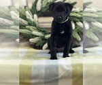 Small Labrador Retriever Mix