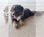 Small #11 Miniature Australian Shepherd