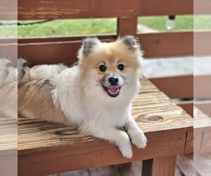 Pomeranian Dogs for adoption in Lebanon, PA, USA