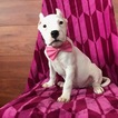 Small Dogo Argentino