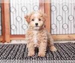 Small Photo #3 Maltipoo Puppy For Sale in NAPLES, FL, USA