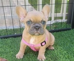 Small #10 French Bulldog