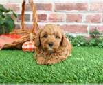 Small #4 Cavapoo-Poodle (Miniature) Mix