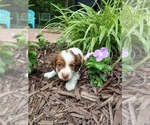 Small #1 Dachshund