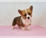 Small Pembroke Welsh Corgi