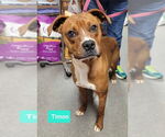 Small #1 American Pit Bull Terrier-Labrador Retriever Mix
