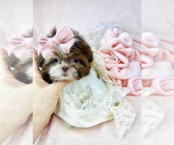 Medium Photo #11 Shih Tzu Puppy For Sale in TAMPA, FL, USA
