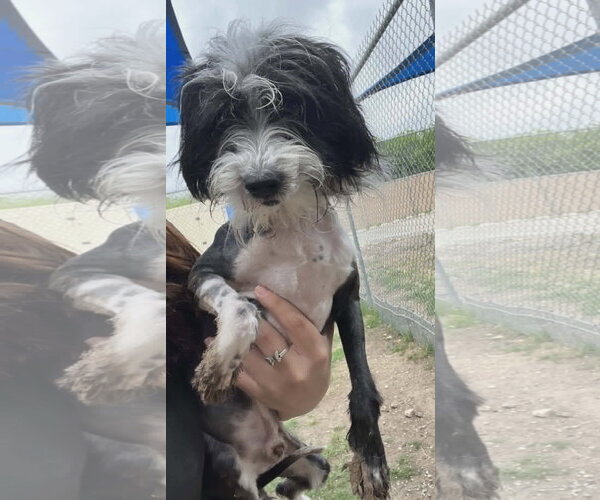 Medium Photo #3 Havashu Puppy For Sale in Grafton, WI, USA