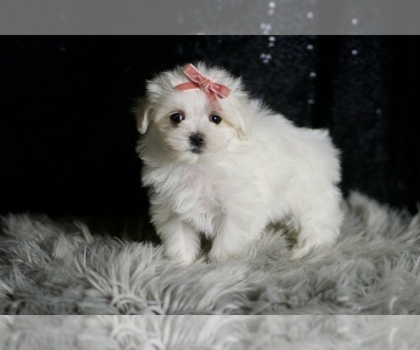 Medium Photo #28 Maltese Puppy For Sale in WARSAW, IN, USA