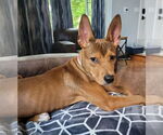 Small #4 Basenji-German Shepherd Dog Mix