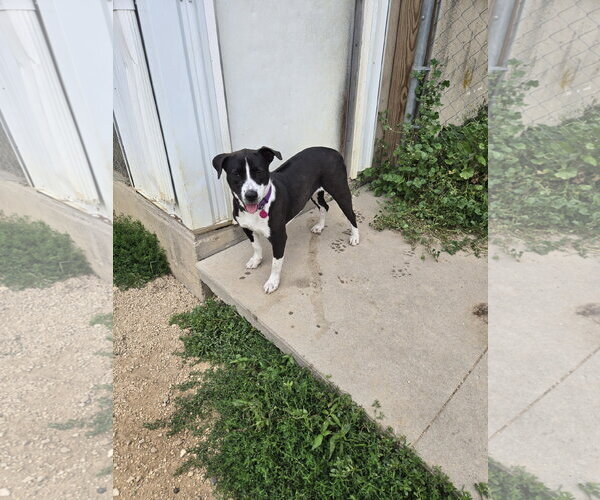 Medium Photo #1 Mutt Puppy For Sale in Maquoketa, IA, USA