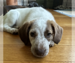 Small #1 Mutt