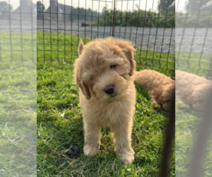 Goldendoodle (Miniature) Puppy for sale in MILWAUKEE, WI, USA