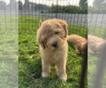 Image preview for Ad Listing. Nickname: Benny