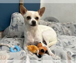 Small #3 Chihuahua