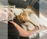 Small #1 American Bulldog Mix