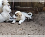 Small Photo #1680 Anatolian Shepherd-Maremma Sheepdog Mix Puppy For Sale in LECANTO, FL, USA
