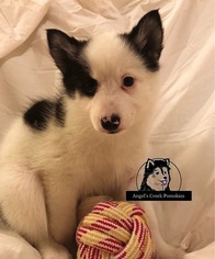 Pomsky Puppy for sale in BRADLEY, IL, USA