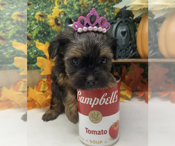 Medium Photo #6 Shorkie Tzu Puppy For Sale in SELLERSBURG, IN, USA