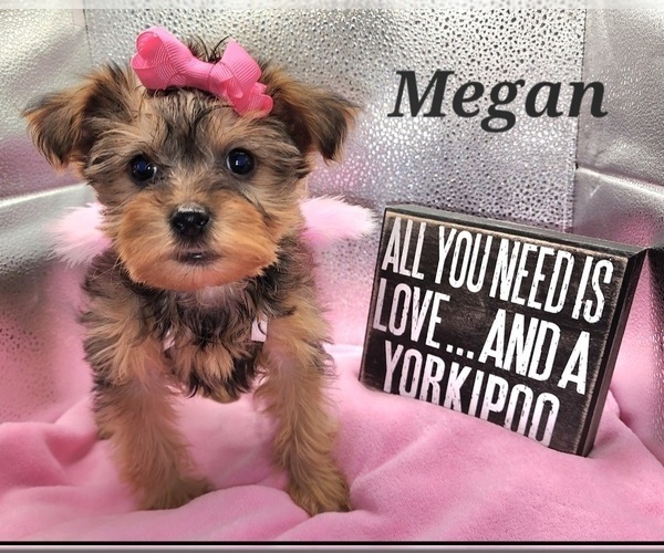 Medium Photo #1 YorkiePoo Puppy For Sale in BLUE MOUND, TX, USA