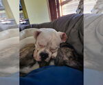 Small #1 Boxer