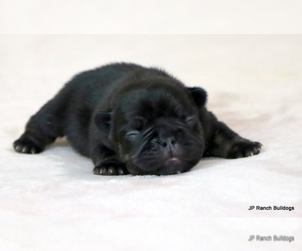 Medium Photo #7 French Bulldog Puppy For Sale in WINNSBORO, TX, USA