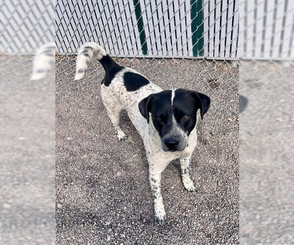 Medium Photo #5 Mutt Puppy For Sale in Webster, WI, USA