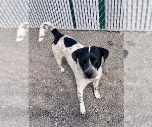 Chico - Male Mutt Dog for Adoption - Photo #5