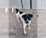 Small #4 Mutt