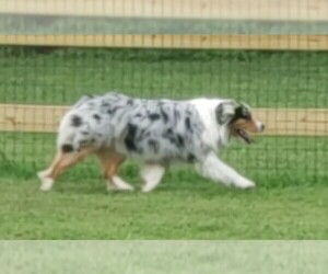 Mother of the Australian Shepherd puppies born on 05/22/2025
