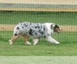 Small Photo #1 Australian Shepherd Puppy For Sale in PROVIDENCE FORGE, VA, USA