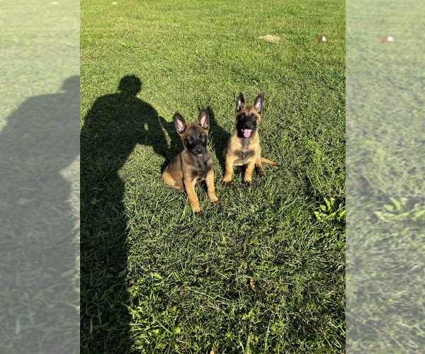 Medium Photo #2 Belgian Malinois Puppy For Sale in GREENVILLE, NC, USA