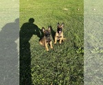 Small Photo #2 Belgian Malinois Puppy For Sale in GREENVILLE, NC, USA