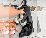 Small #2 Labrador Retriever Mix
