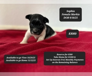 Morkie Puppy for sale in TUCSON, AZ, USA