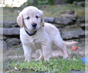 Golden Retriever Dogs for adoption in Enfield, CT, USA