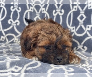 Havanese-ShihPoo Mix Puppy for sale in LAKELAND, FL, USA