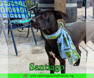 Santiago - Male Labrador Retriever-Unknown Mix Dog for Adoption - Photo #4