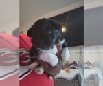 Puppy Puppy 3 Pom-Shi-Shih Tzu Mix