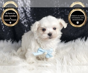 Medium Maltese