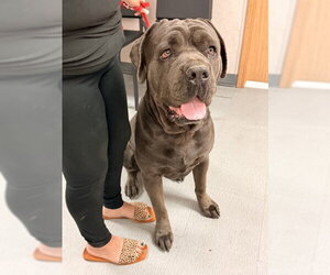 Mutt Dogs for adoption in San Bernardino, CA, USA