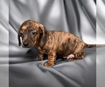 Puppy Mouth Dachshund