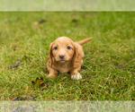 Small Photo #18 Dachshund Puppy For Sale in MILFORD, IN, USA