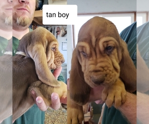 Bloodhound Puppy for sale in BARTLEY, NE, USA