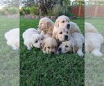 Small Photo #14 Golden Retriever Puppy For Sale in ELVERTA, CA, USA