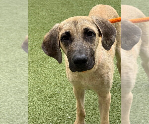 Medium Photo #3 Labrador Retriever-Unknown Mix Puppy For Sale in Canton, CT, USA
