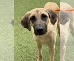 Small #2 Labrador Retriever Mix